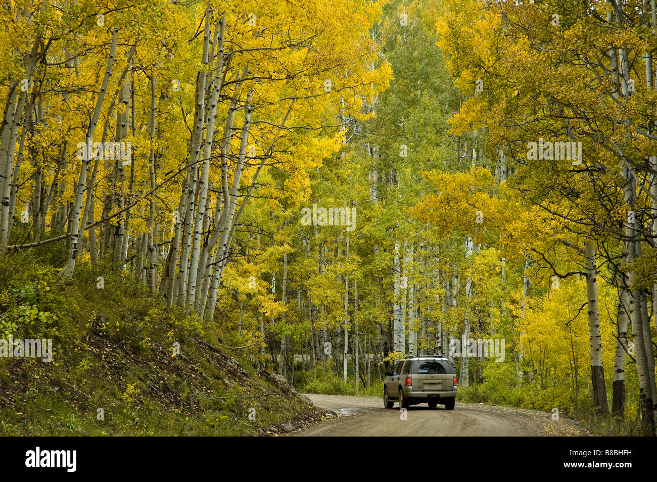 Il veicolo attraversa i colori autunnali, Ruby antracite Creek, Kebler Pass Road, West Elk Scenic Byway, Colorado. Foto Stock