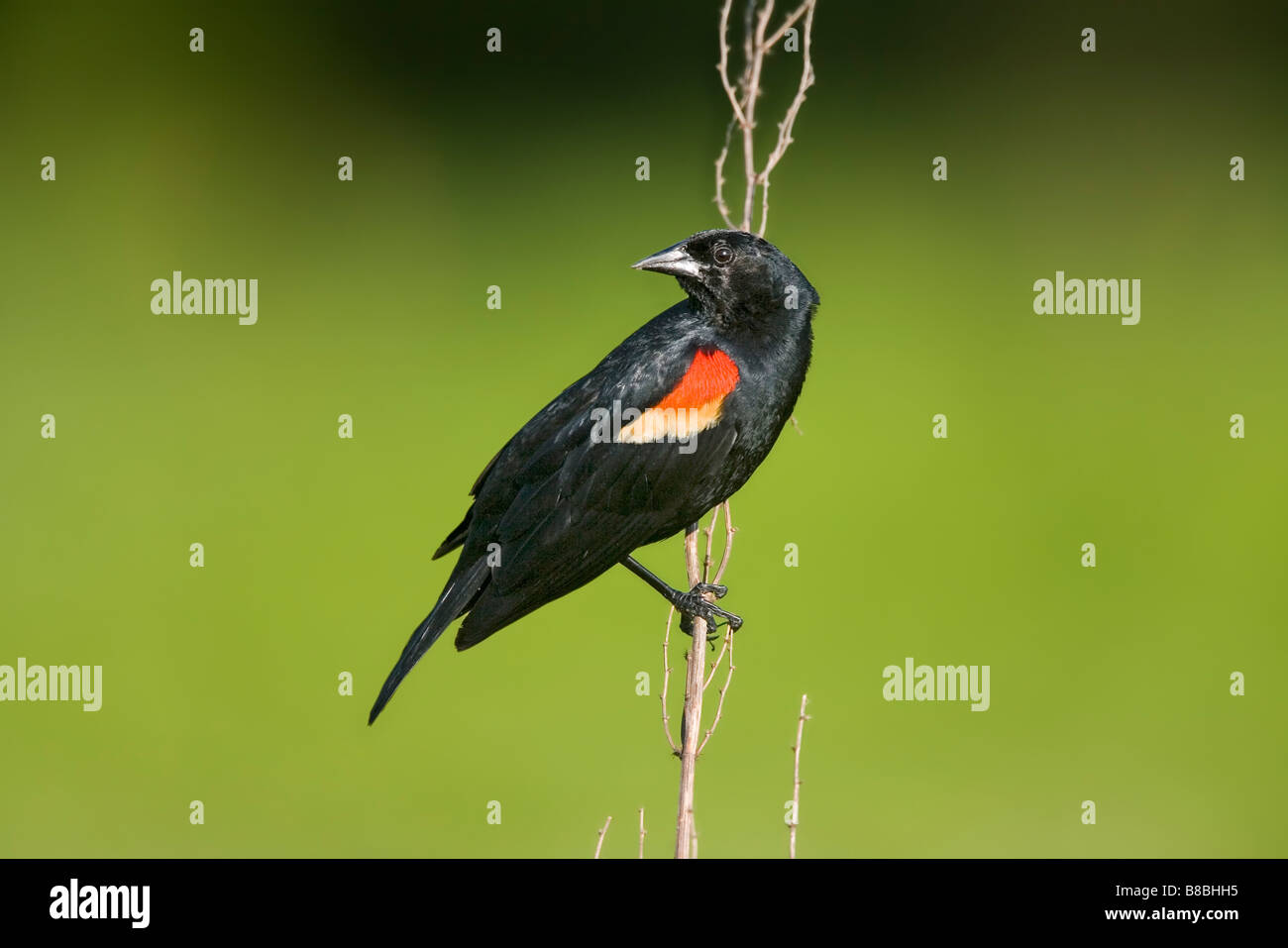Rosso-winged Blackbird maschio adulto appollaiato sopra il territorio di nidificazione, la sua brillante piumaggio di allevamento e canzone avverte lontano altri maschi. Foto Stock