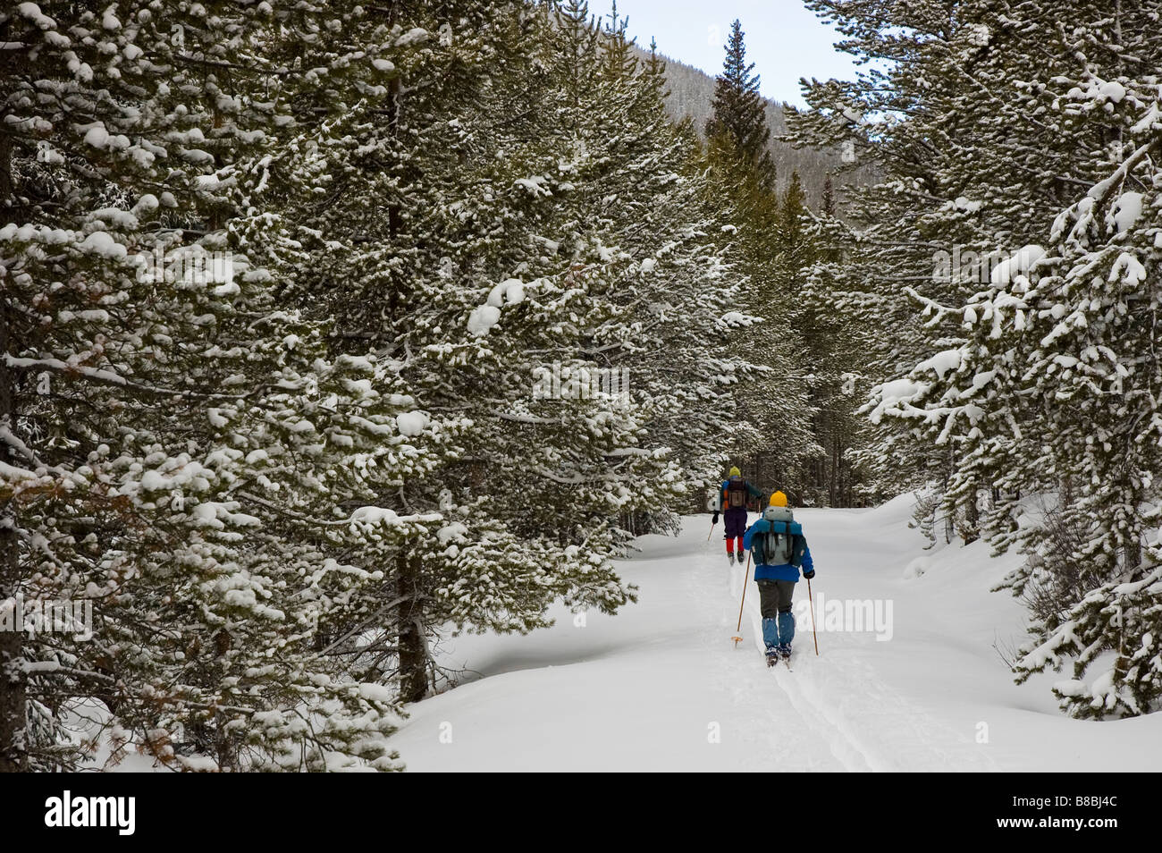 Gli sciatori in erba Creek cross-country ski trail, Colorado State Forest, Gould, Colorado. Foto Stock