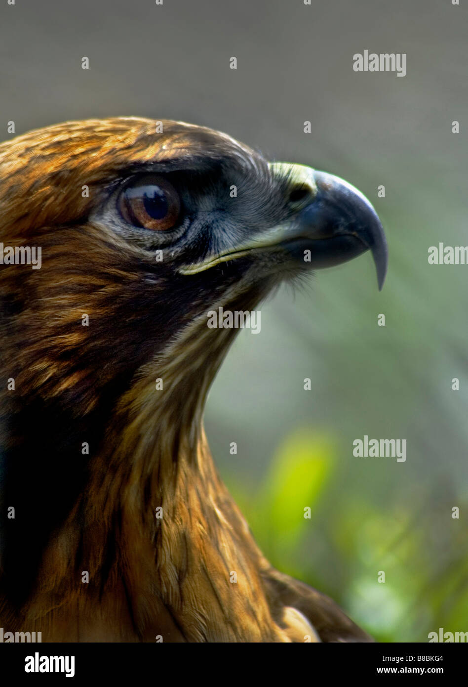 Brown Falcon 'Falco berigora' maschio Foto Stock