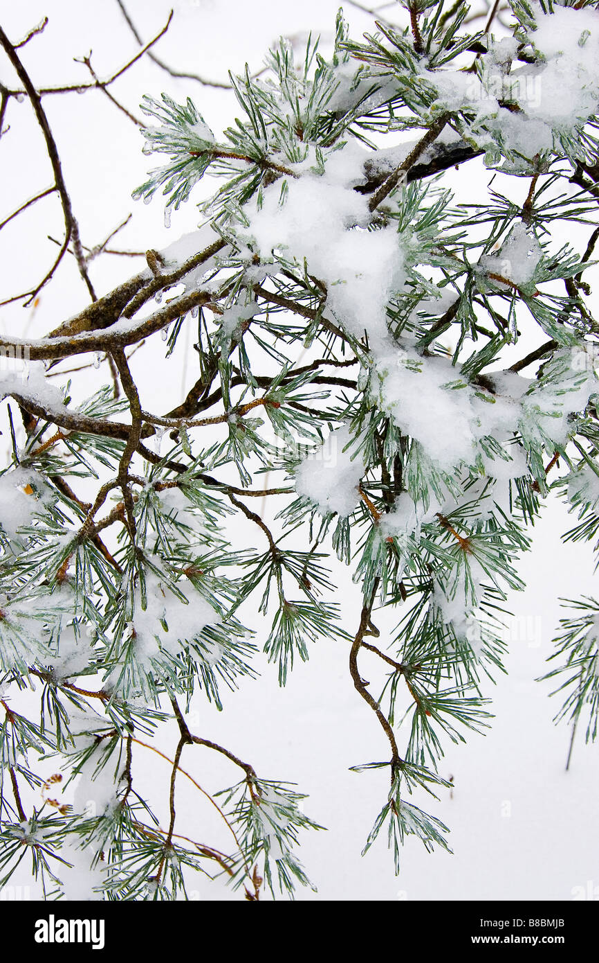 Snow Ice oggetto Tree Foto Stock