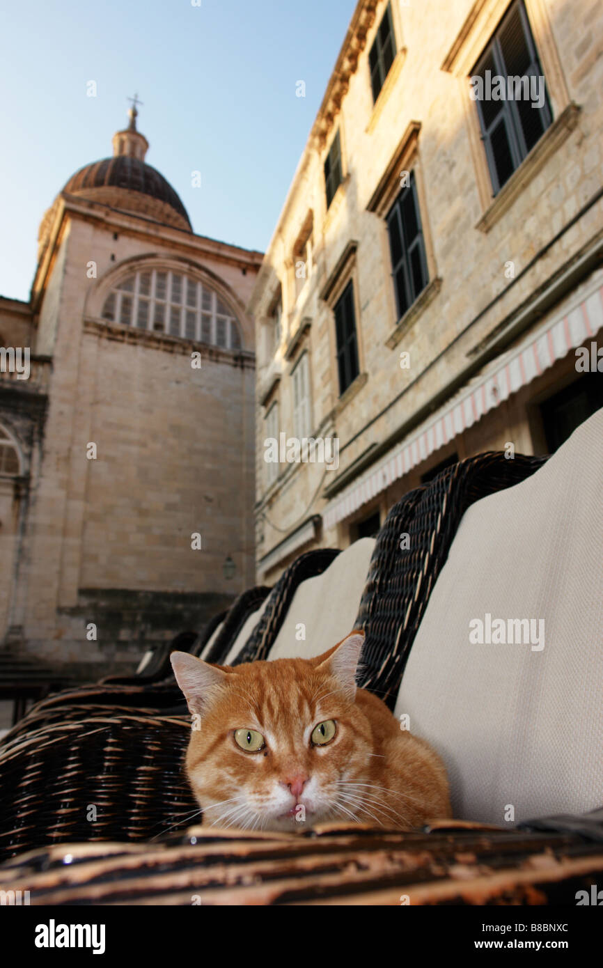 Nel centro storico della città di Dubrovnik Ploce Dubrovacko Neretvanska Croazia Europa Foto Stock