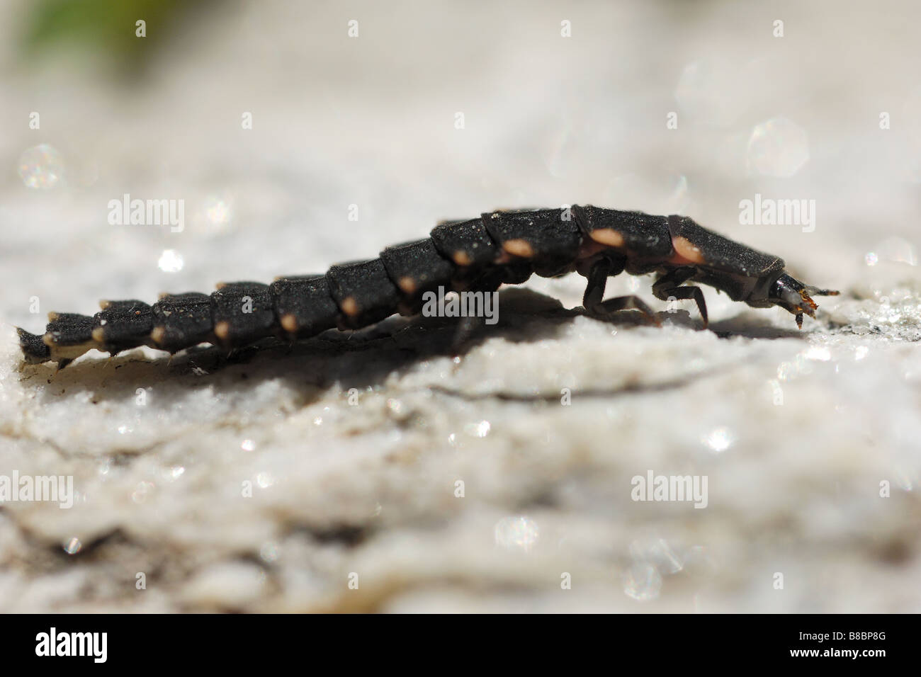 La lucciola glow worm insetto lucciola bioluminescenza femmina Lampyris noctiluca insetti bioluminescenza fase larvale Cogne Parco Na Foto Stock