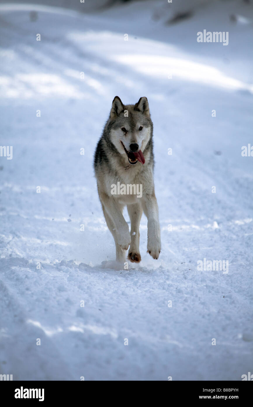 Lupo in esecuzione nella neve nelle montagne rocciose canadesi Foto Stock