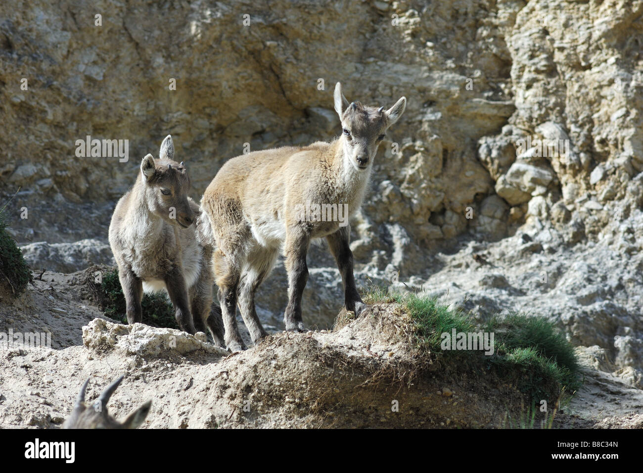 Bouquetin stambecco Capra ibex youngs mountain giovani Montagna neve montagna Valnoney Cogne Parco Nazionale Gran Paradiso Valle Foto Stock