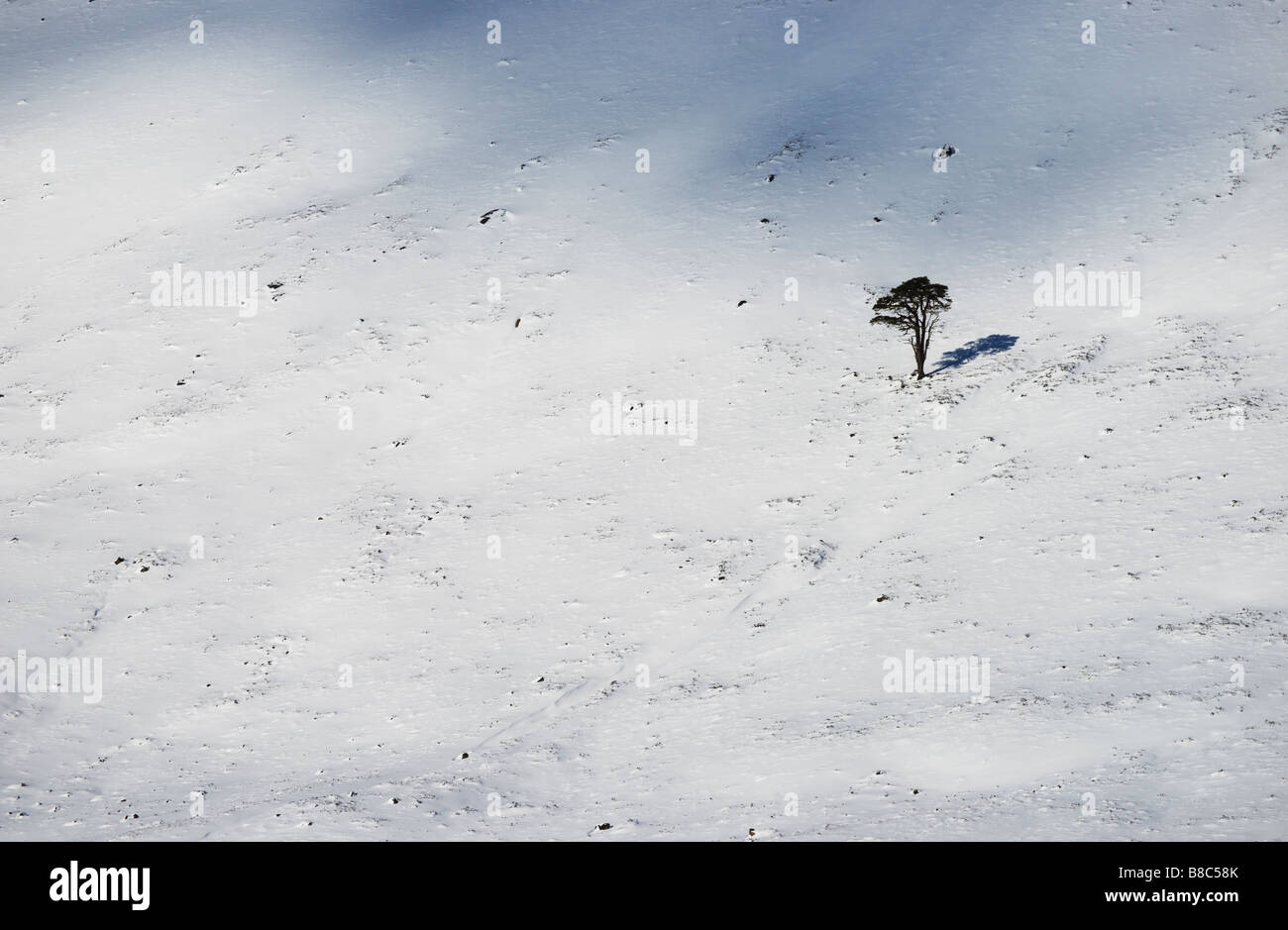 Una solitaria di pino silvestre sopra Glen Luibeg, Cairngorms National Park, Aberdeenshire, Scotland, Regno Unito. Foto Stock