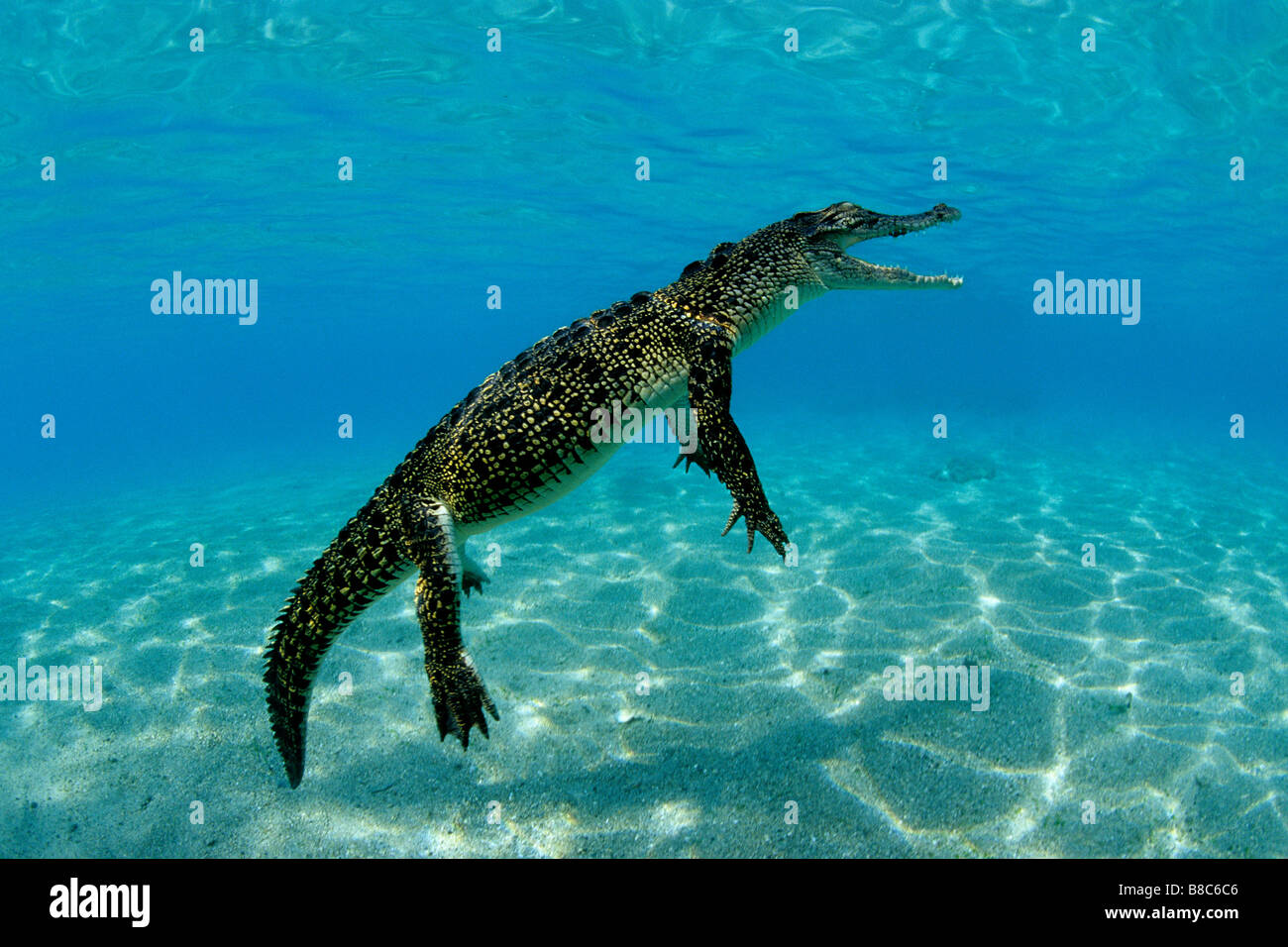 Coccodrillo di acqua salata Foto Stock