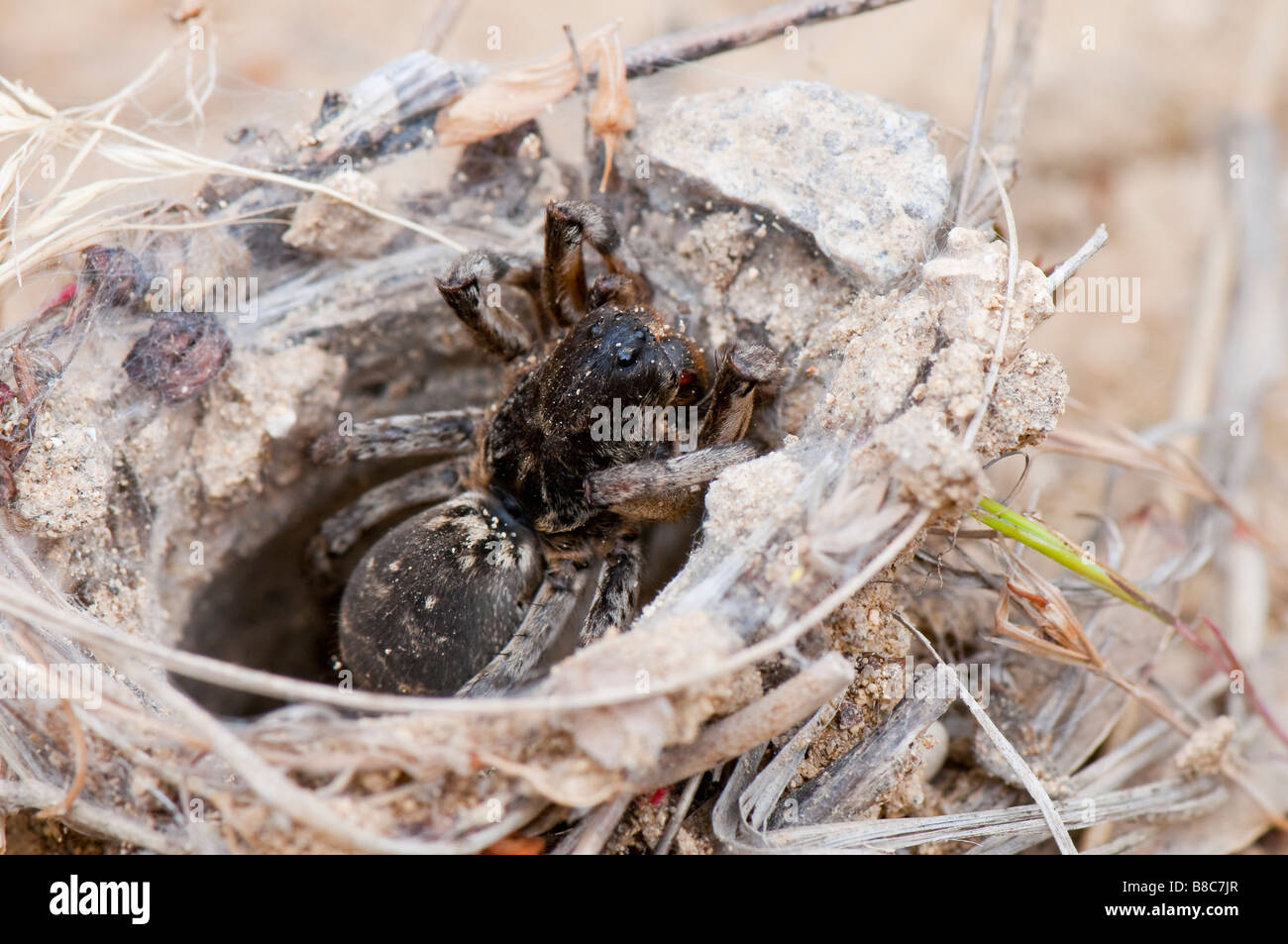 Südrussische Tarantel (Lycosa singoriensis) Foto Stock