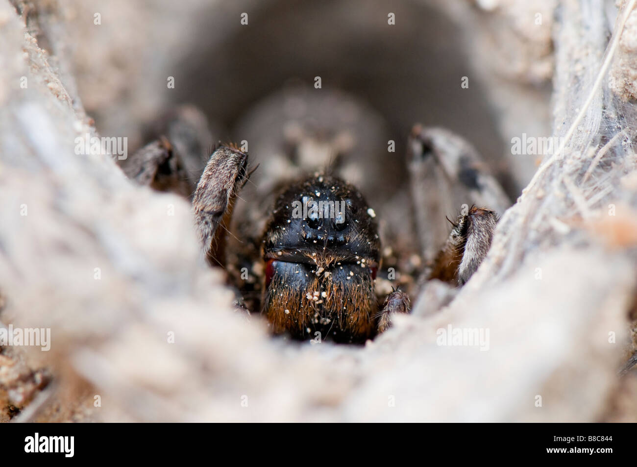 Südrussische Tarantel (Lycosa singoriensis) Foto Stock