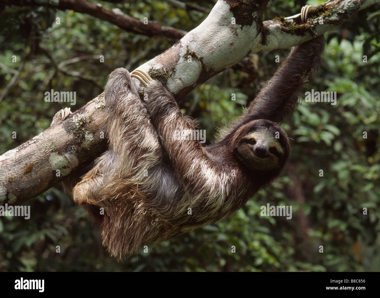 Il bradipo Foto Stock