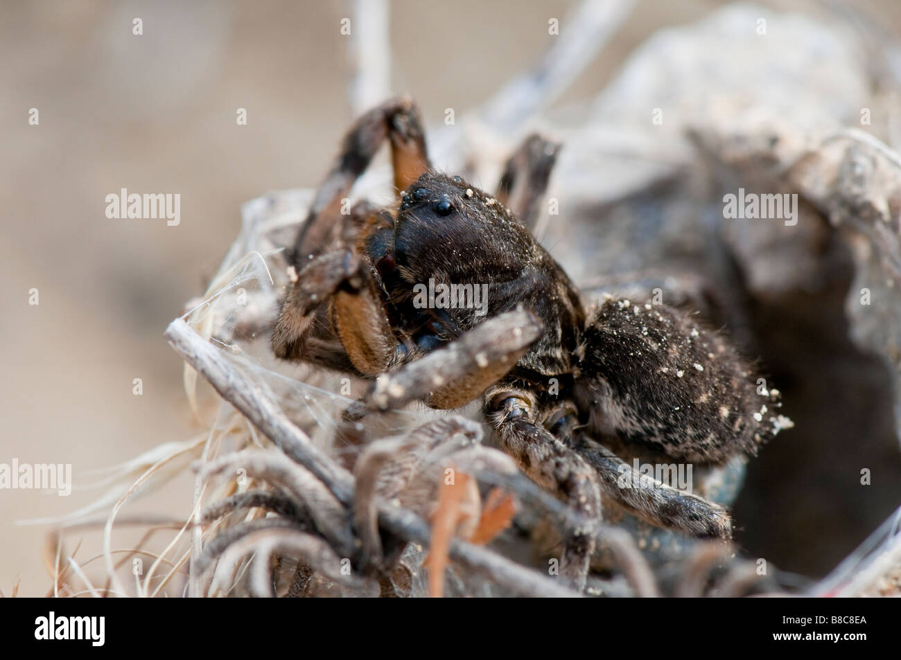 Südrussische Tarantel (Lycosa singoriensis) Foto Stock