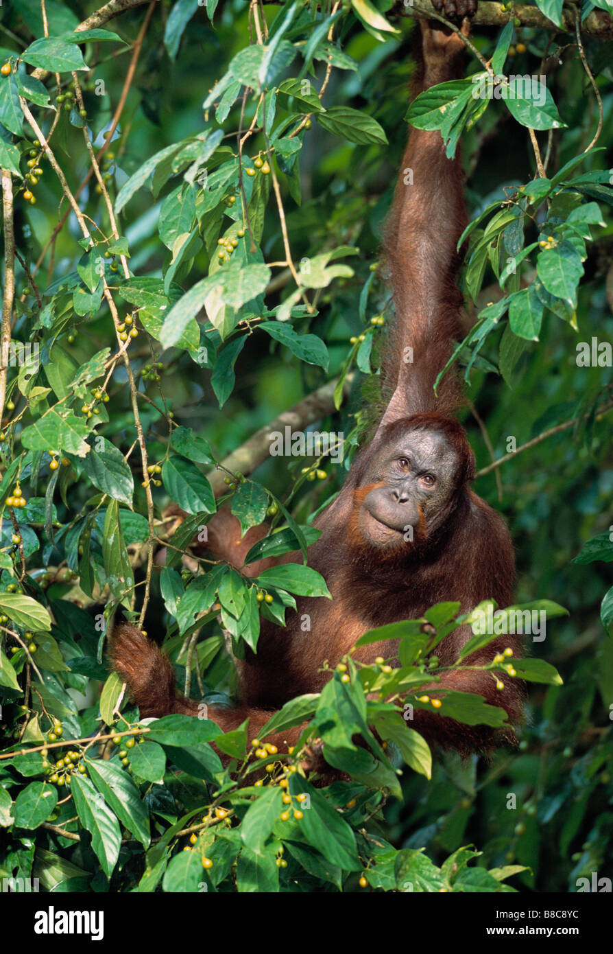 Uomo ORANGUTAN Foto Stock