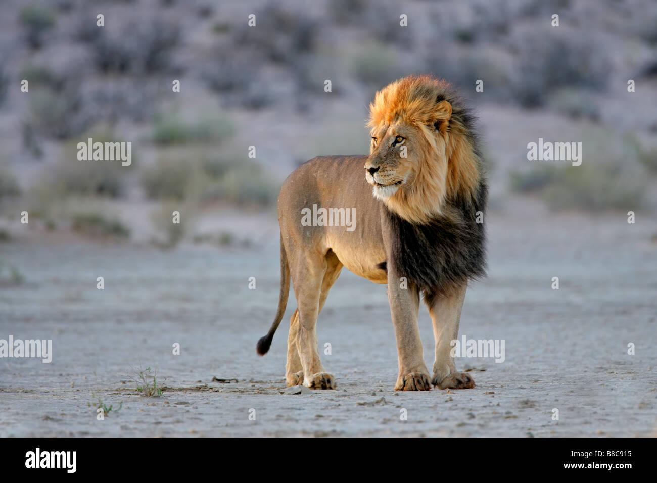 Grande maschio di leone africano (Panthera leo), nel tardo pomeriggio di luce, Kgalagadi Parco transfrontaliero, Sud Africa Foto Stock