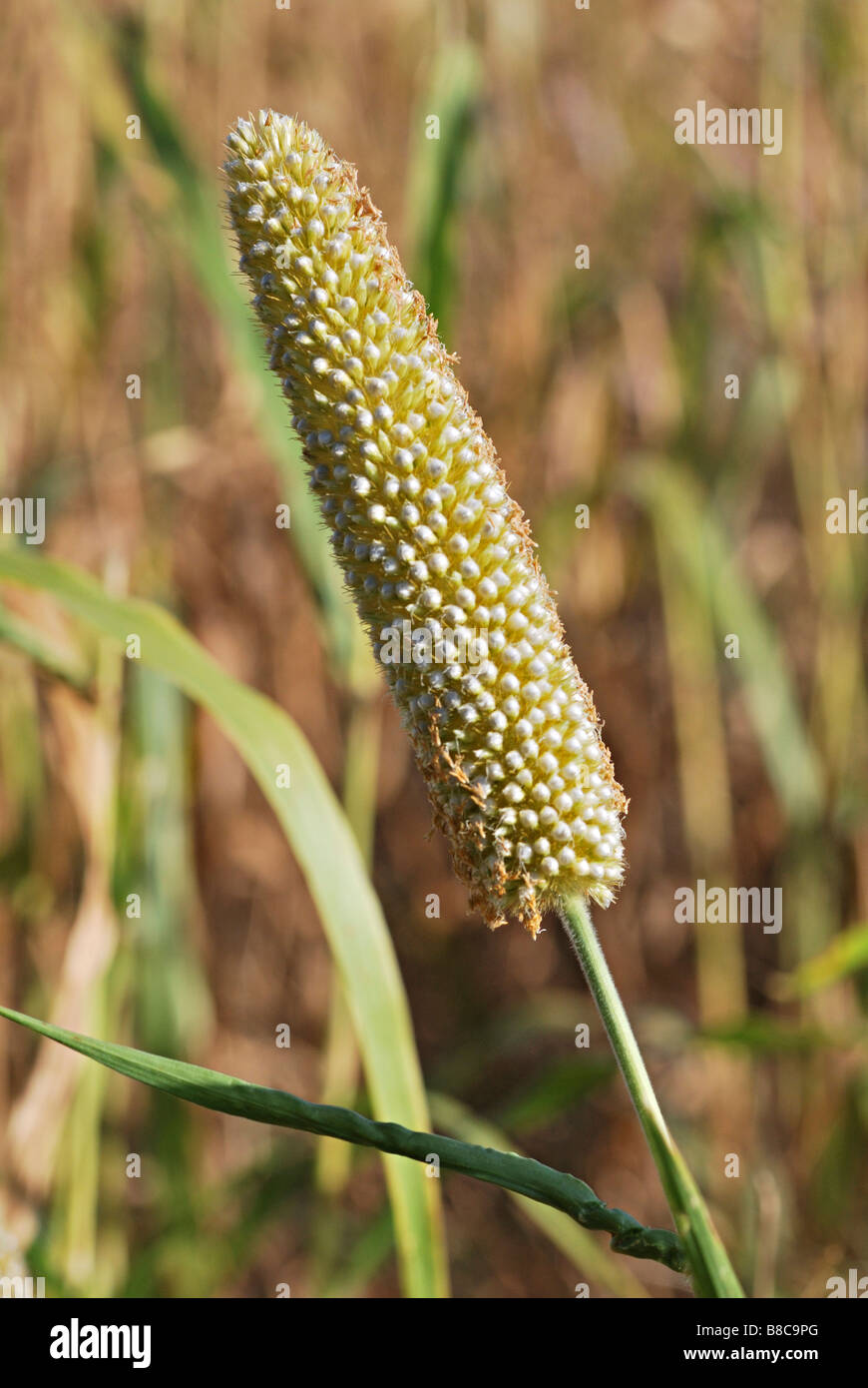 Bajra (Miglio di perla) nel campo, Maharashtra, India. Foto Stock