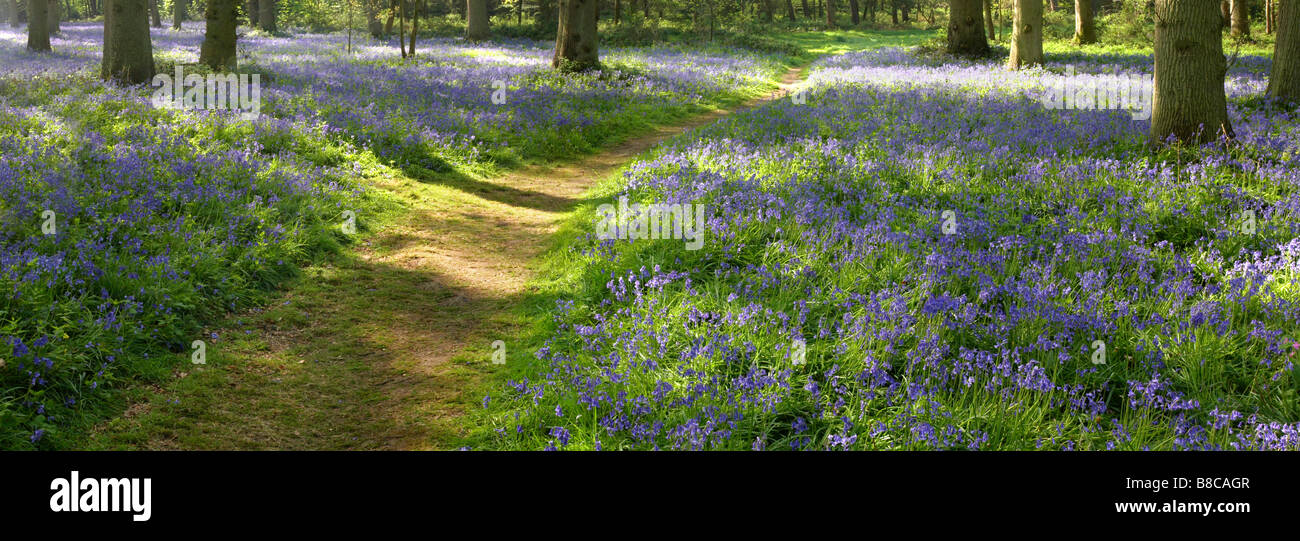 Una vista panoramica di una molla Bluebell legno a Blickling Norfolk, Regno Unito Foto Stock
