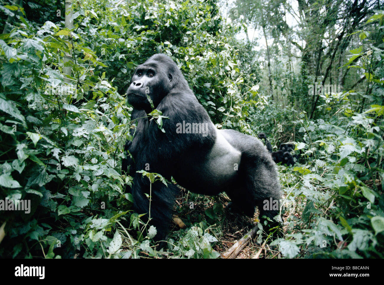 GORILLA DI PIANURA Foto Stock