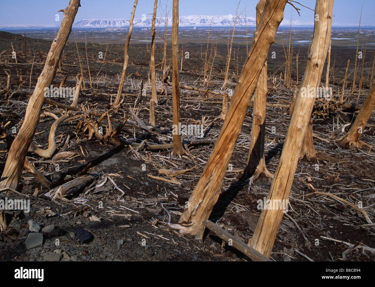 FORESTA DI MORTI Foto Stock