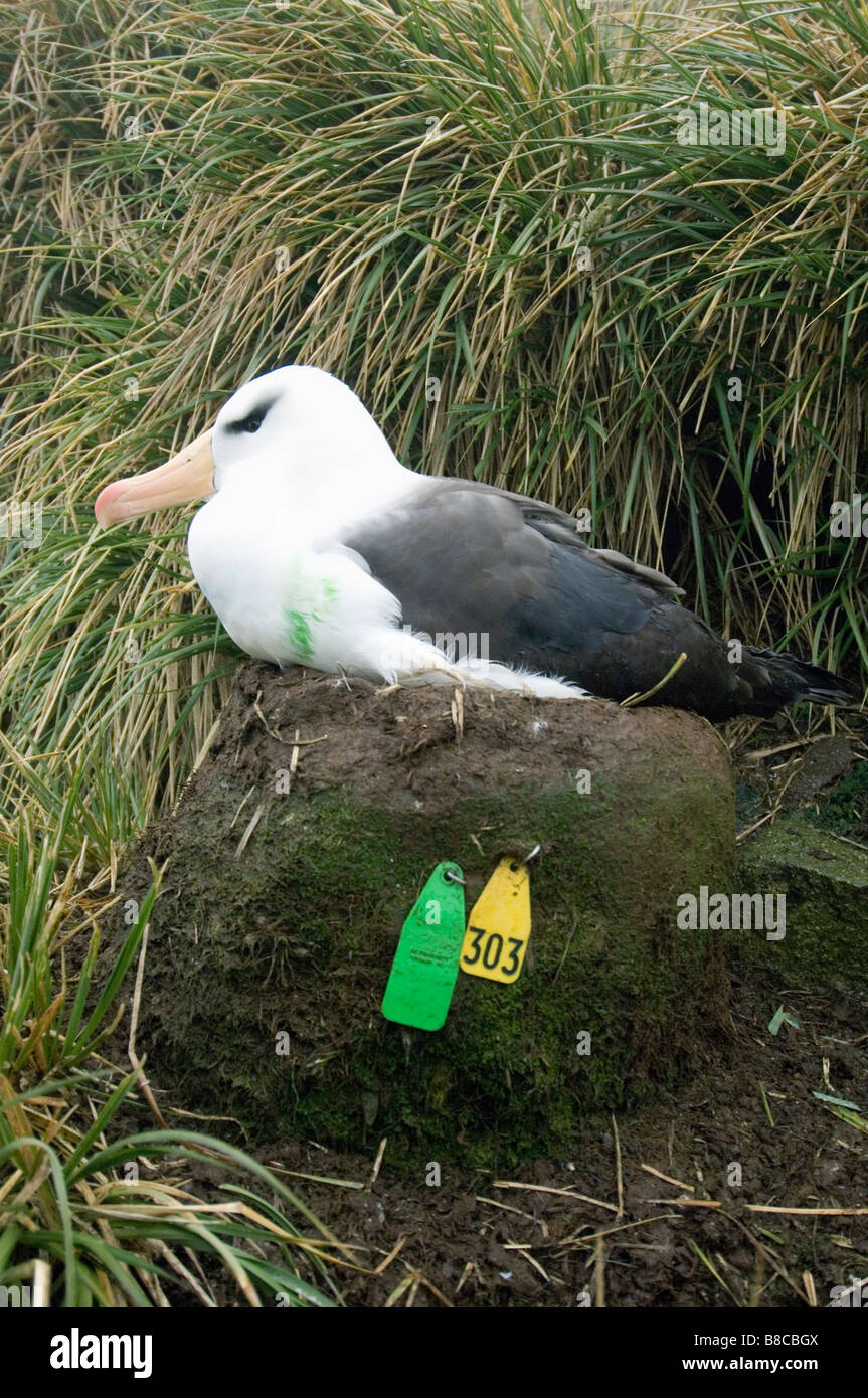 Nero-BROWED ALBATROSS Foto Stock