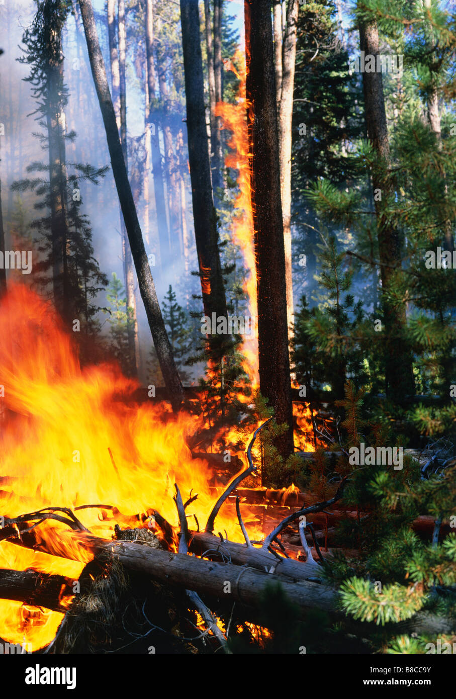 Fuoco selvaggio Foto Stock