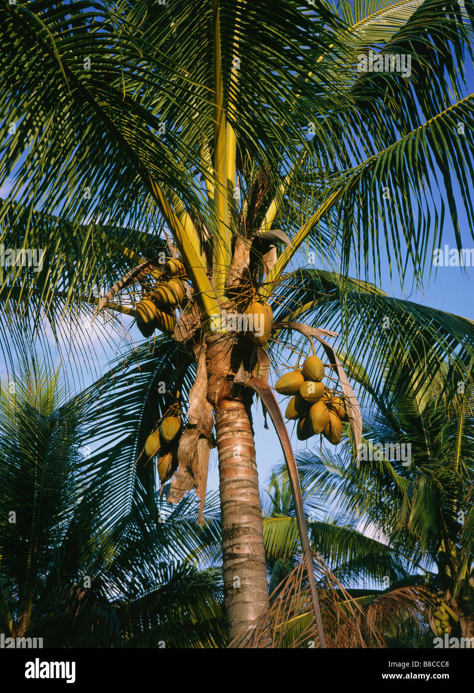 Albero di cocco Foto Stock