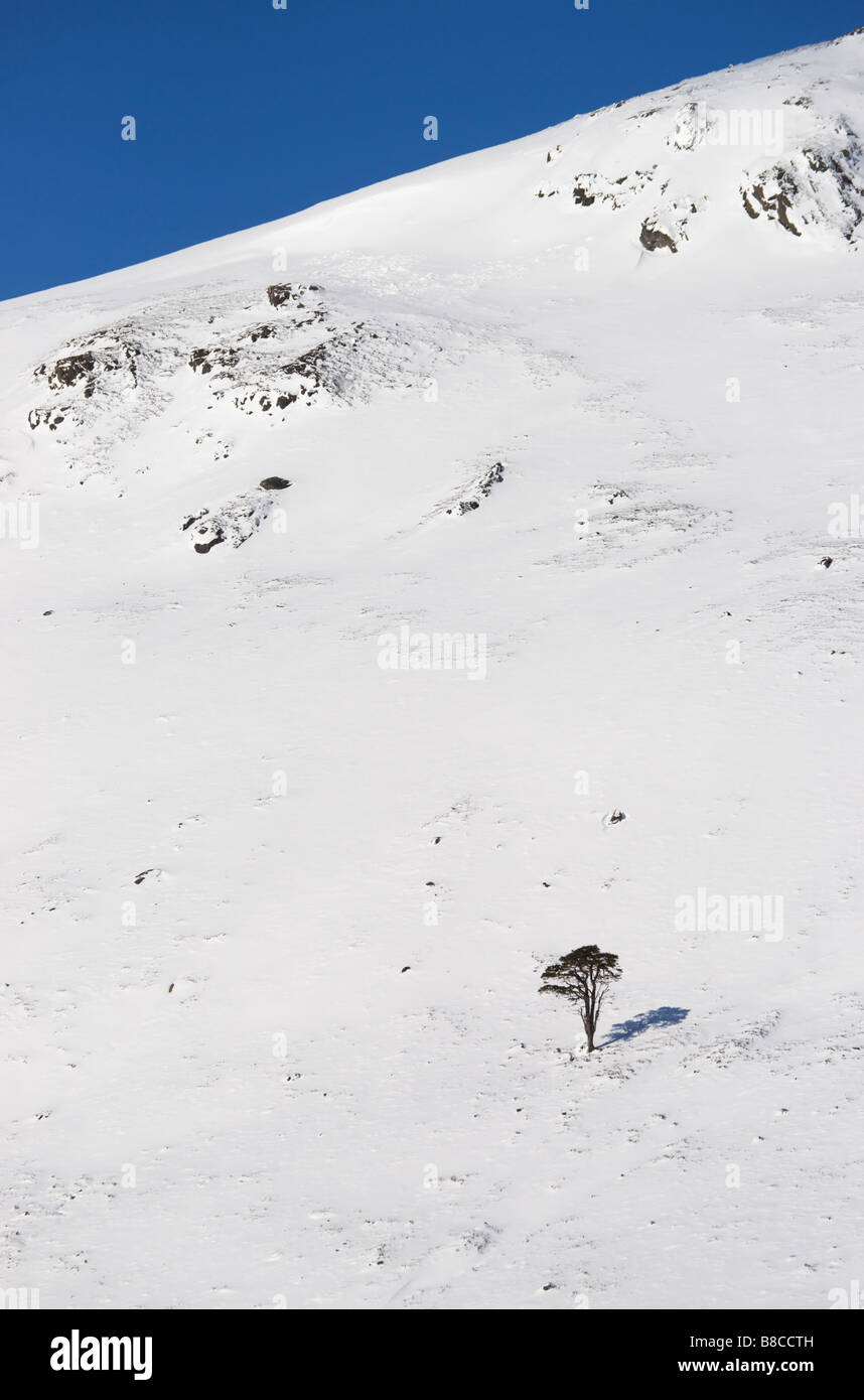 Una solitaria di pino silvestre sopra Glen Luibeg, Cairngorms National Park, Aberdeenshire, Scotland, Regno Unito. Foto Stock