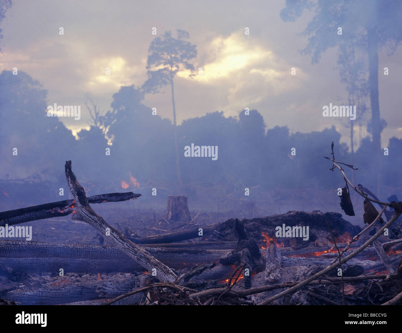 La foresta pluviale tropicale distrutte mediante incenerimento Foto Stock