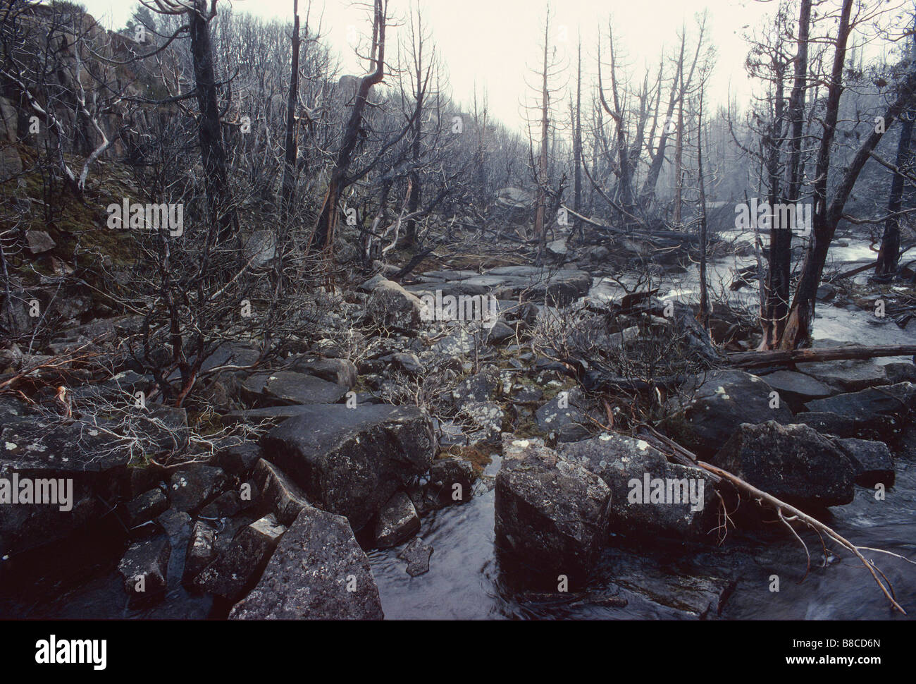 Fire-ucciso antichi pini a matita Foto Stock