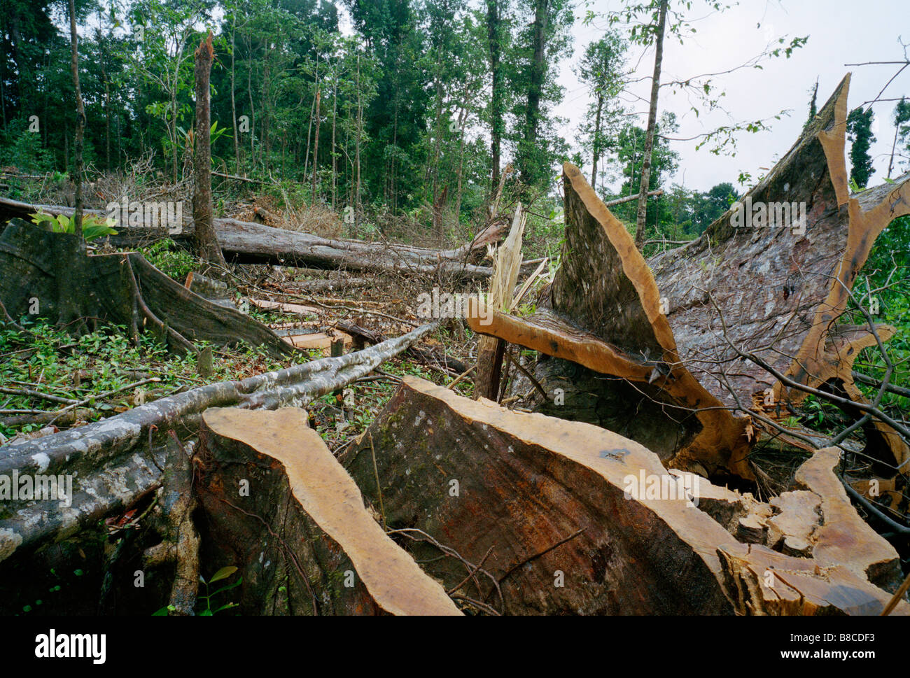 Distruzione della foresta pluviale Foto Stock