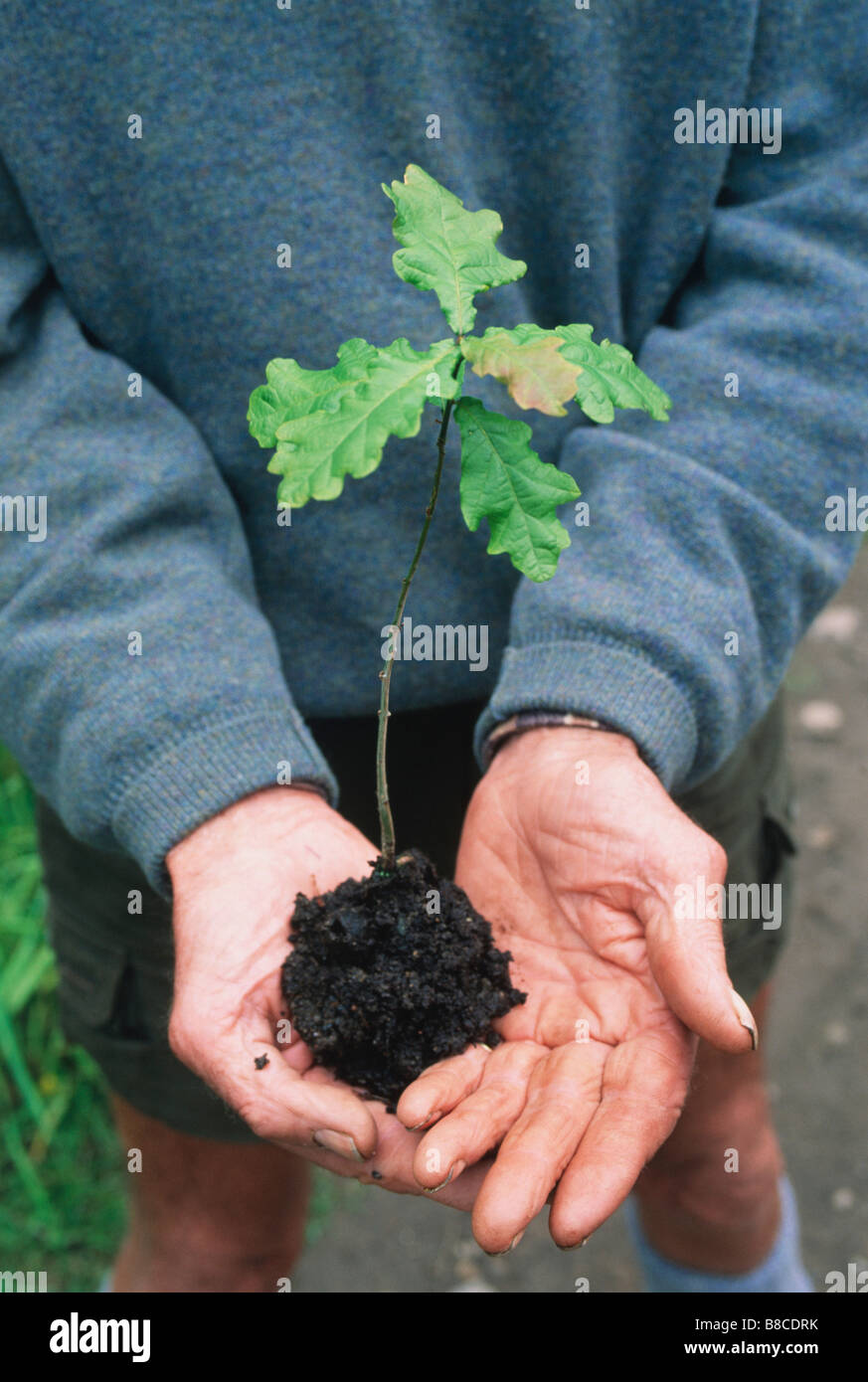 Inglese Piantina di quercia per il trapianto Foto Stock