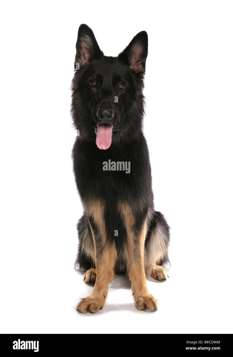 Pastore Tedesco dog sitter studio Foto Stock