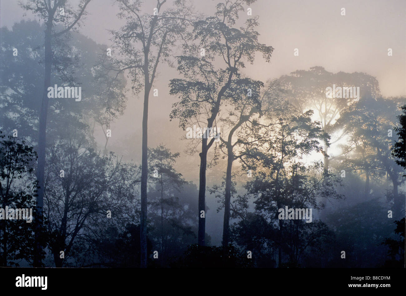 La scena della foresta pluviale Foto Stock