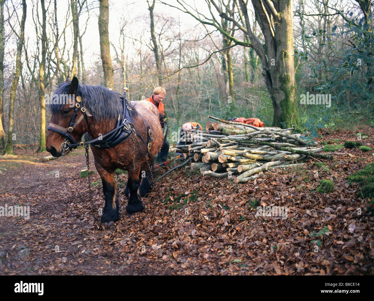 Cavallo pesante immagini e fotografie stock ad alta risoluzione Alamy