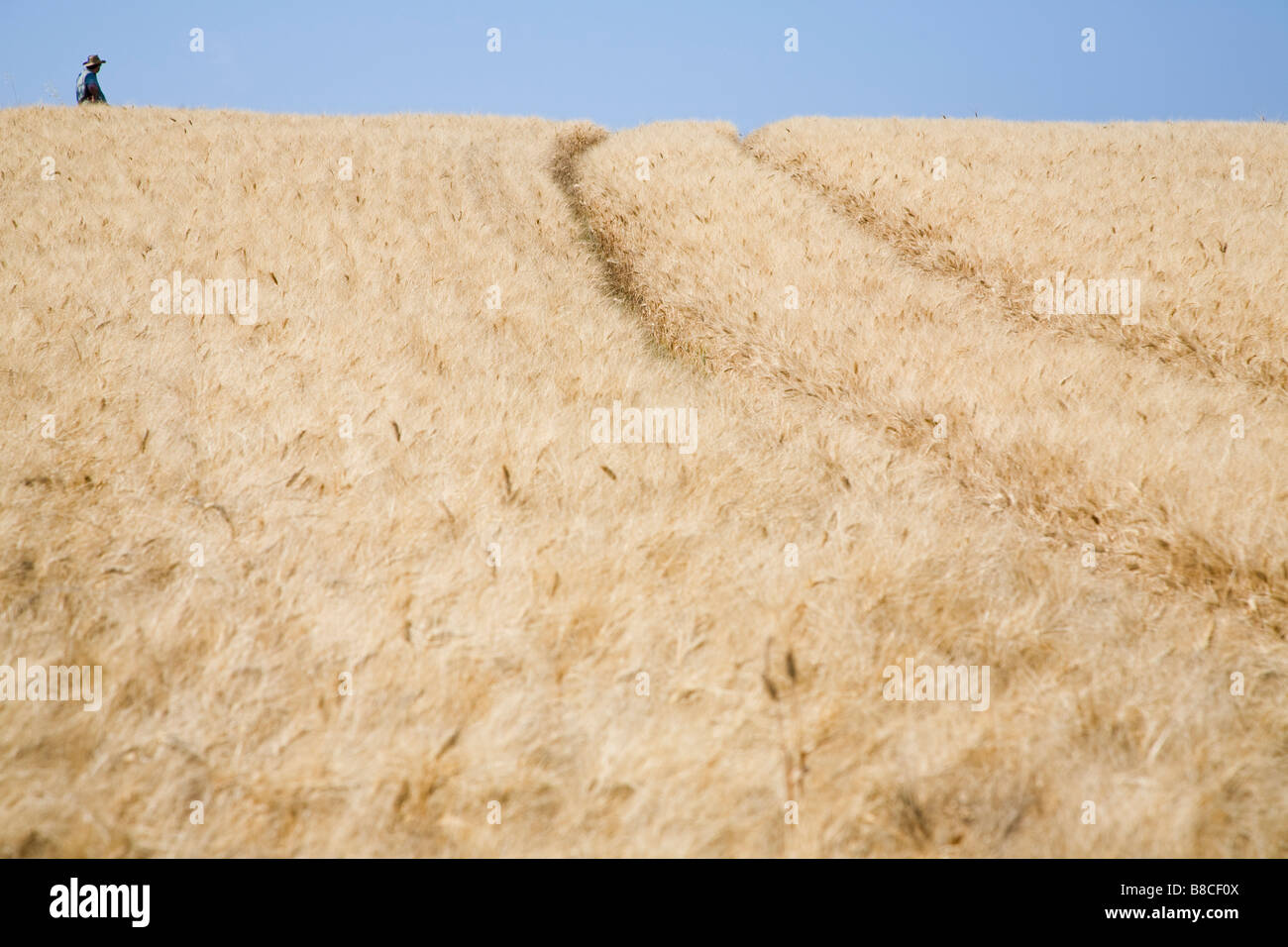 Campo di grano con la persona a distanza Foto Stock