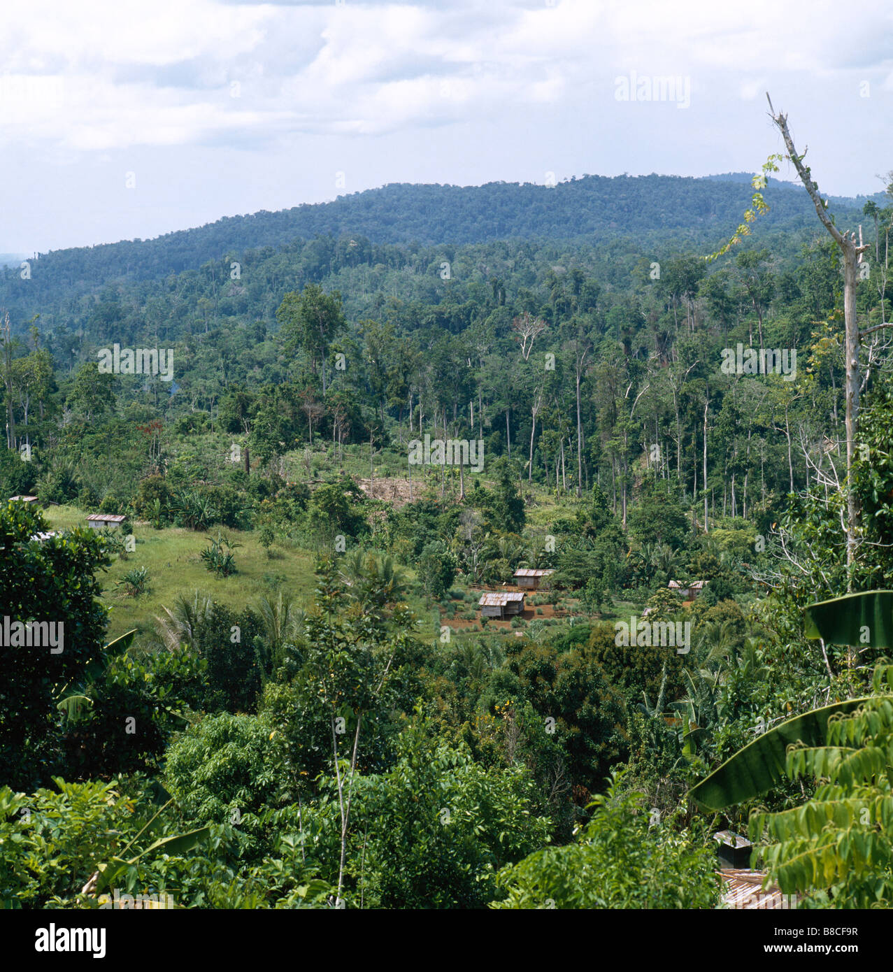 La foresta pluviale cancellata Foto Stock