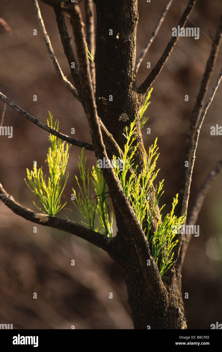 Germogli EPICORMIC Foto Stock