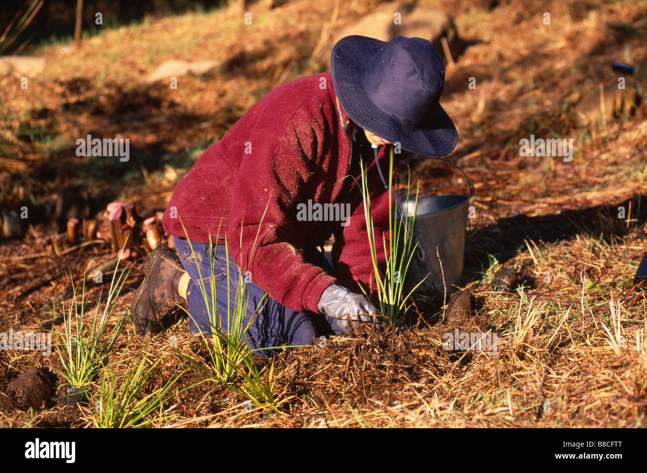 Lavoratore di conservazione Foto Stock