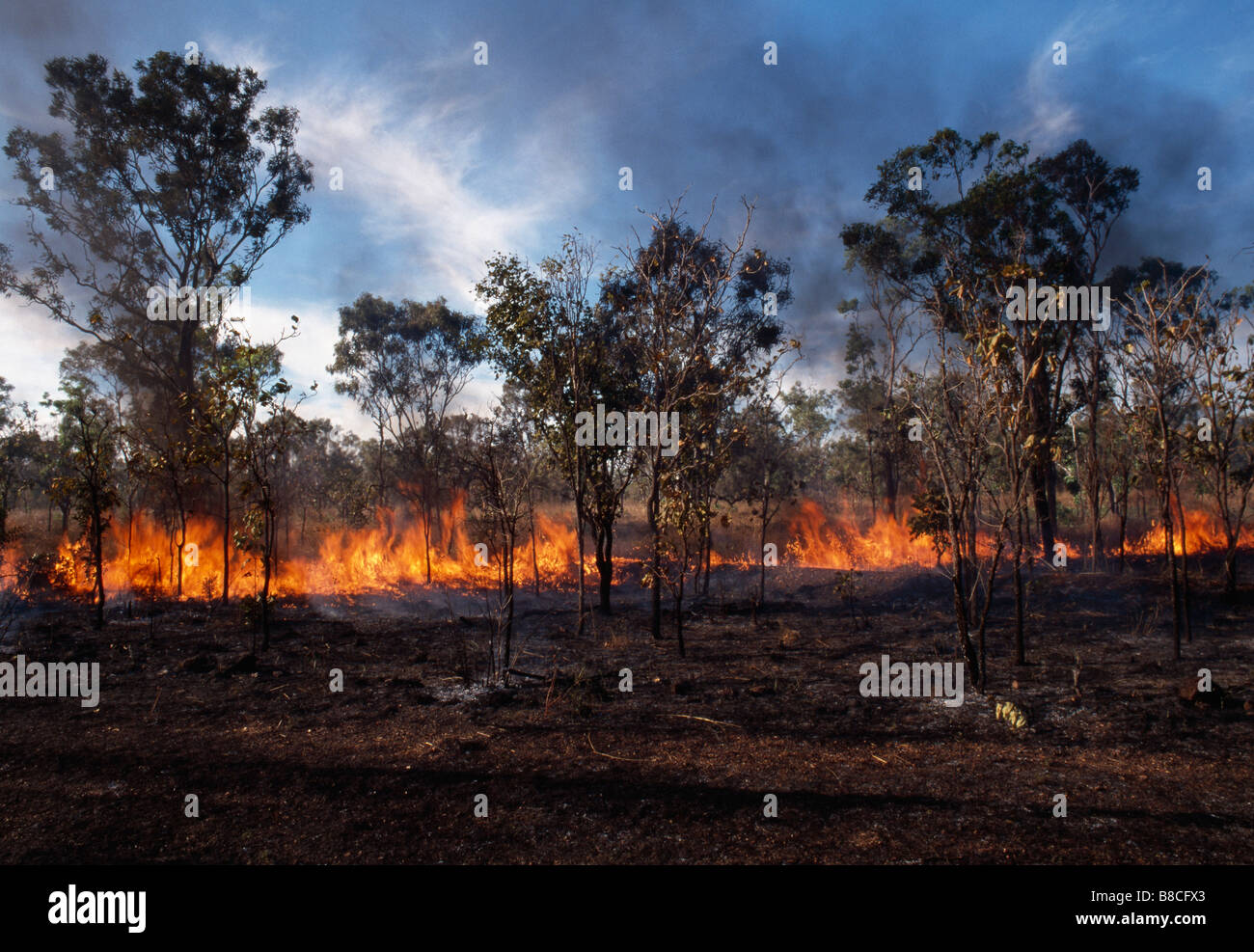 FUOCO DI BOSCAGLIA Foto Stock