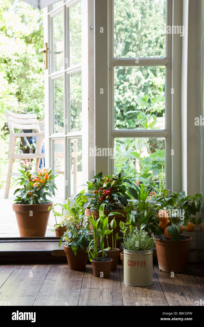 Vasi di piante in casa Foto Stock