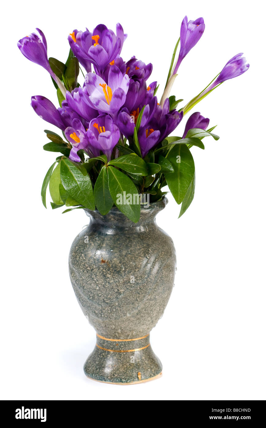 Vacanze di primavera crocus fiori in vaso isolato su sfondo bianco Foto Stock