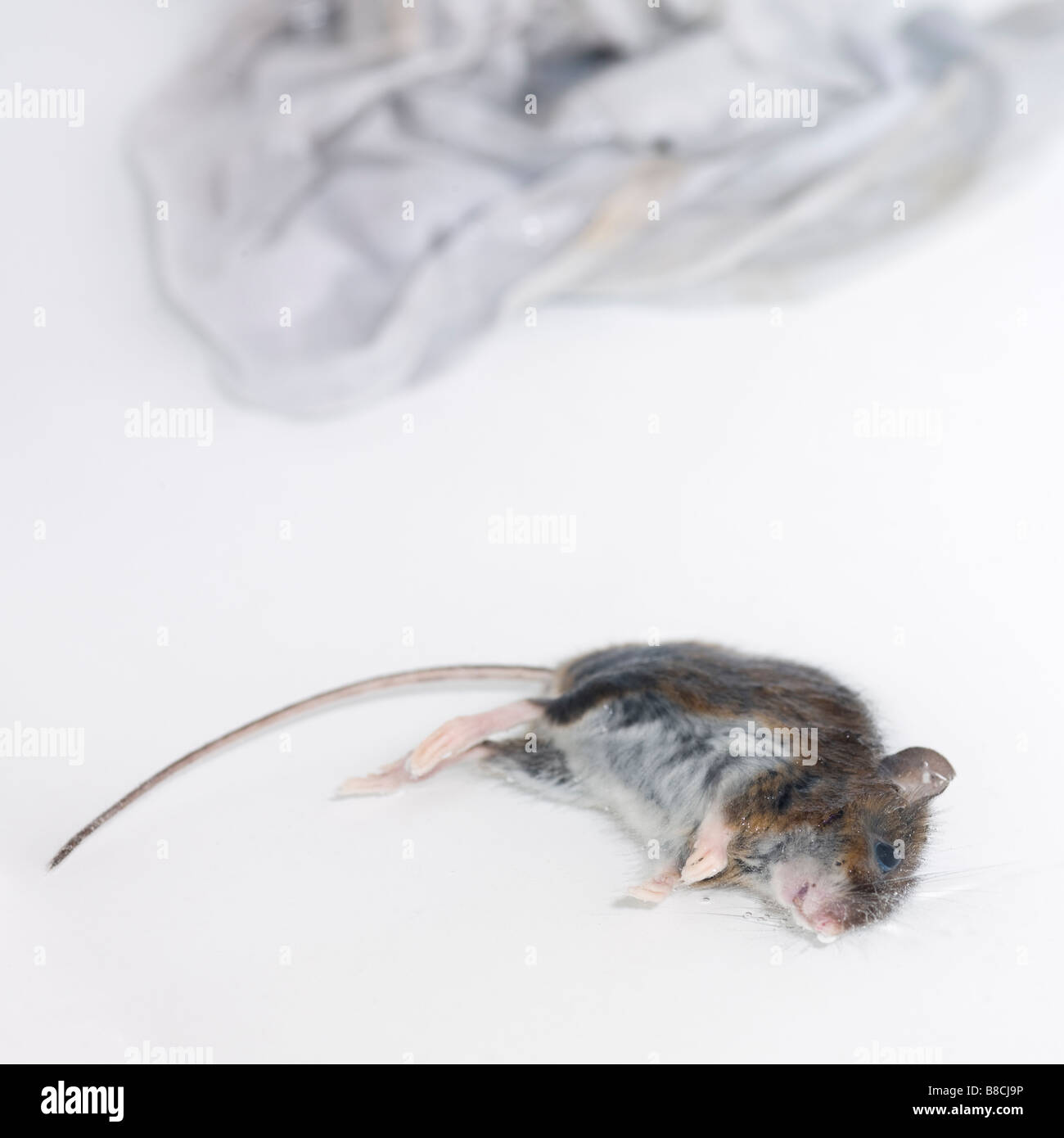 Topo morto bagnato Foto stock - Alamy