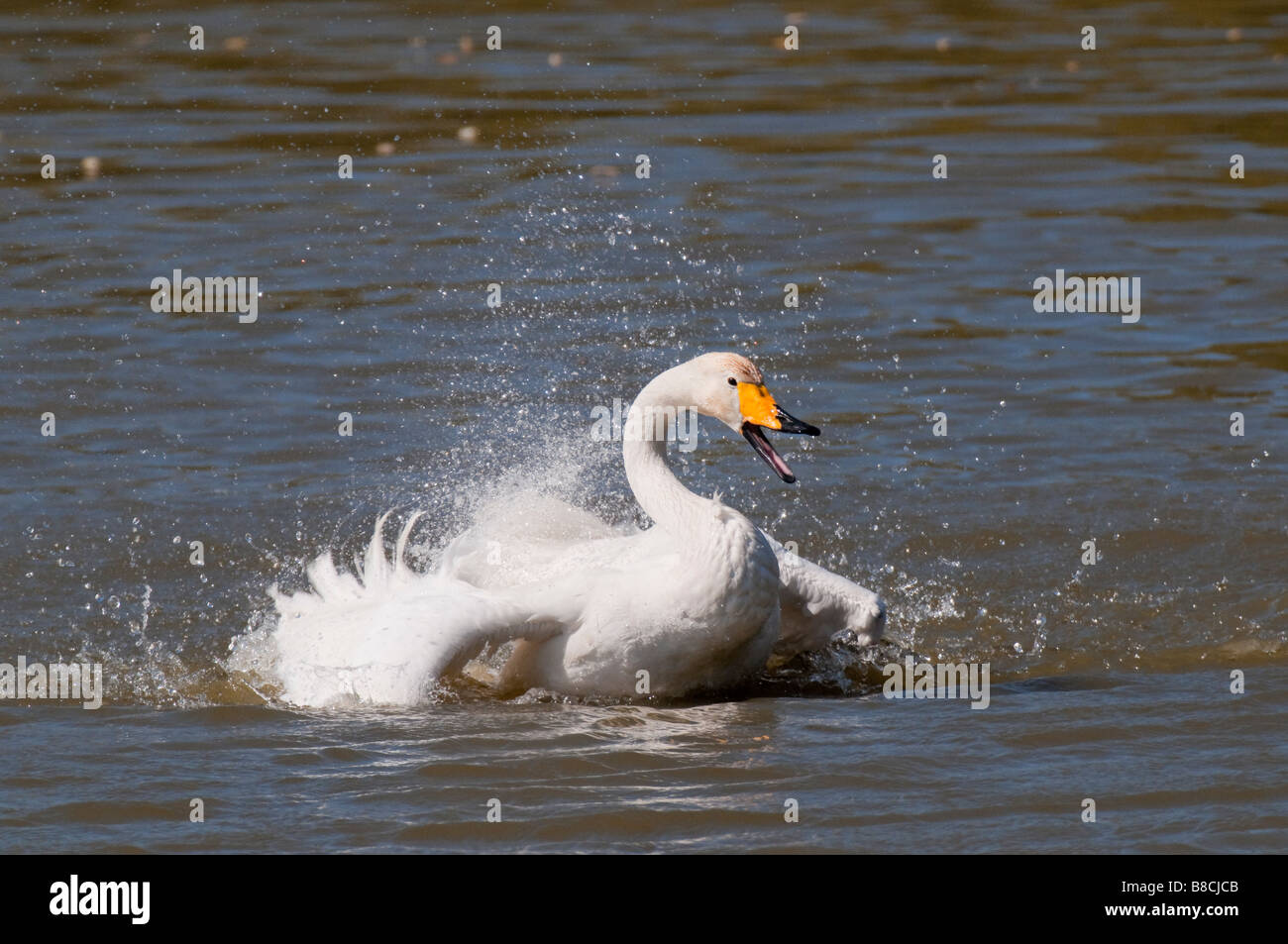 Singschwan (Cygnus cygnus) Unione Whooper swan Foto Stock