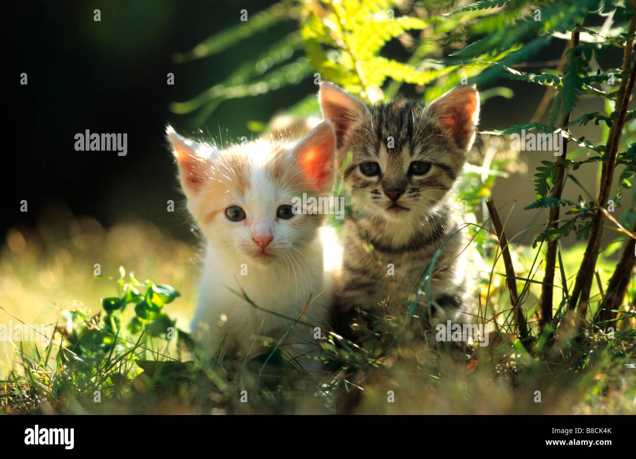 Il gatto domestico (felis catus, Felis silvestris), razza: European Shorthair, due gattino sotto fronde di felce Foto Stock