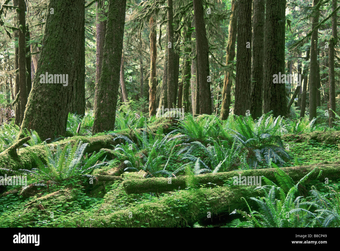 Il Parco nazionale di Olympic, Quinalt foresta pluviale, nello Stato di Washington Foto Stock
