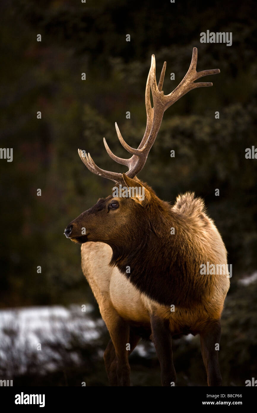 Elk (Cervus canadensis); Bull elk guardando al lato Foto Stock