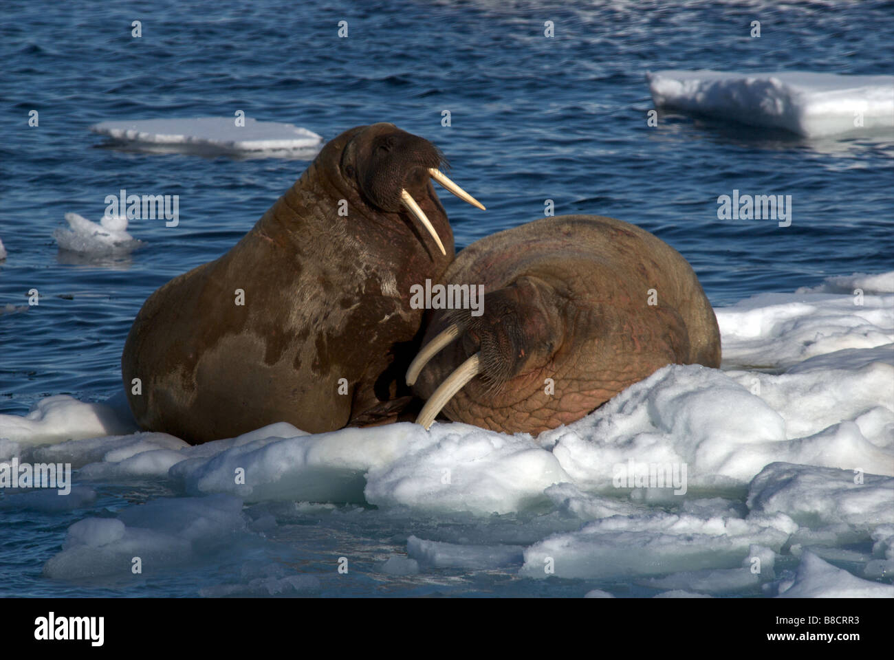 Una coppia di tricheco oziare sulla Arctic ice, Spitsbergen Foto Stock