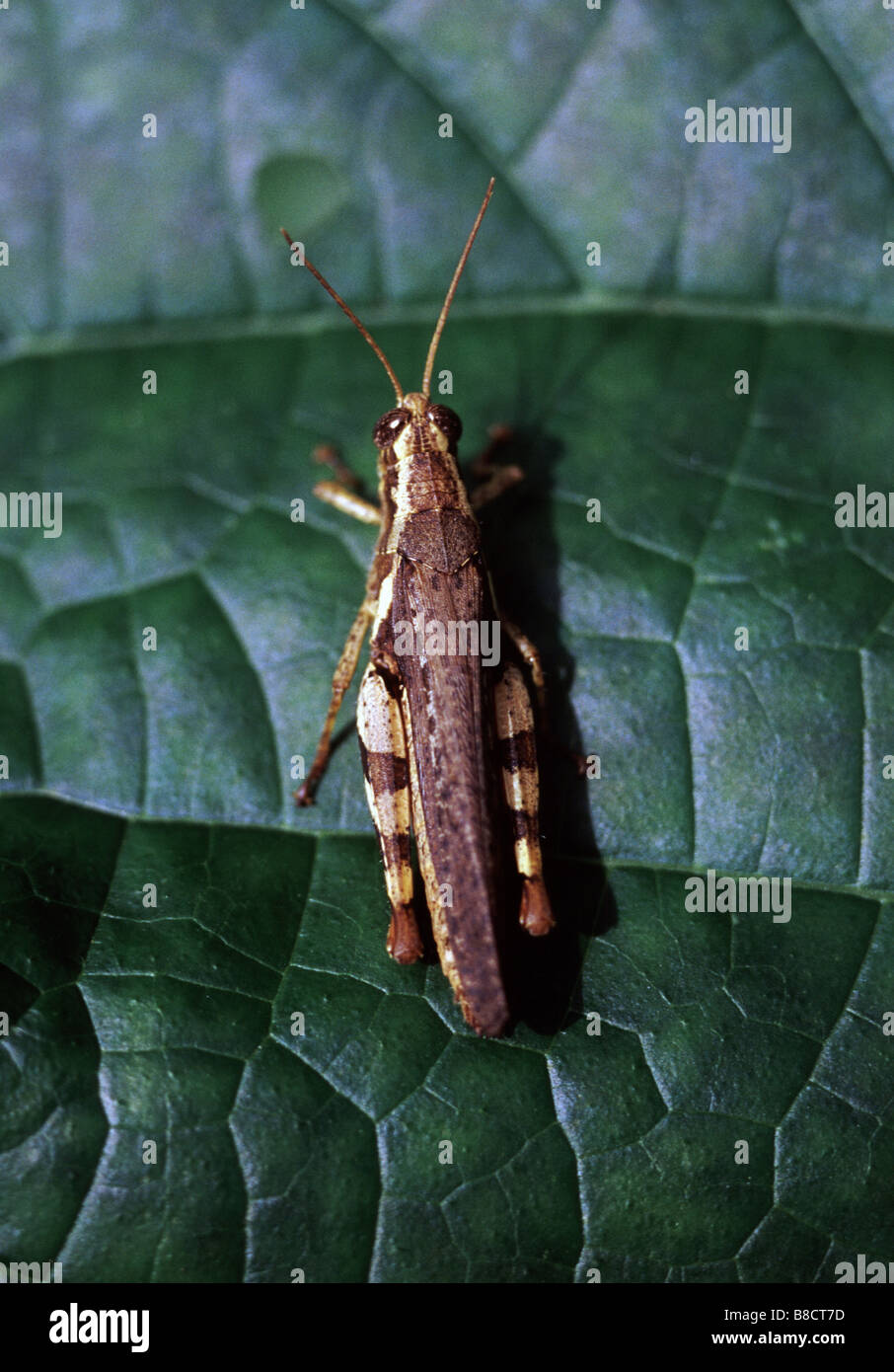 Locusta migratoria, Locusta migratoria Foto Stock