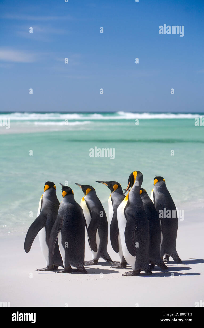 Re pinguini (Aptenodytes patagonicus) circa per andare a nuotare sulle Isole Falkland. Foto Stock