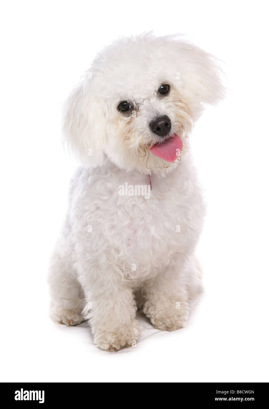 Bichon frise seduta studio Foto Stock