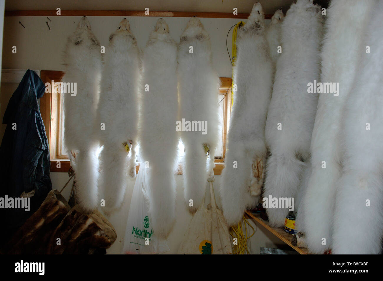 Arctic Fox pellicce appeso all'interno cabina, Cambridge Bay, Nunavut Foto Stock