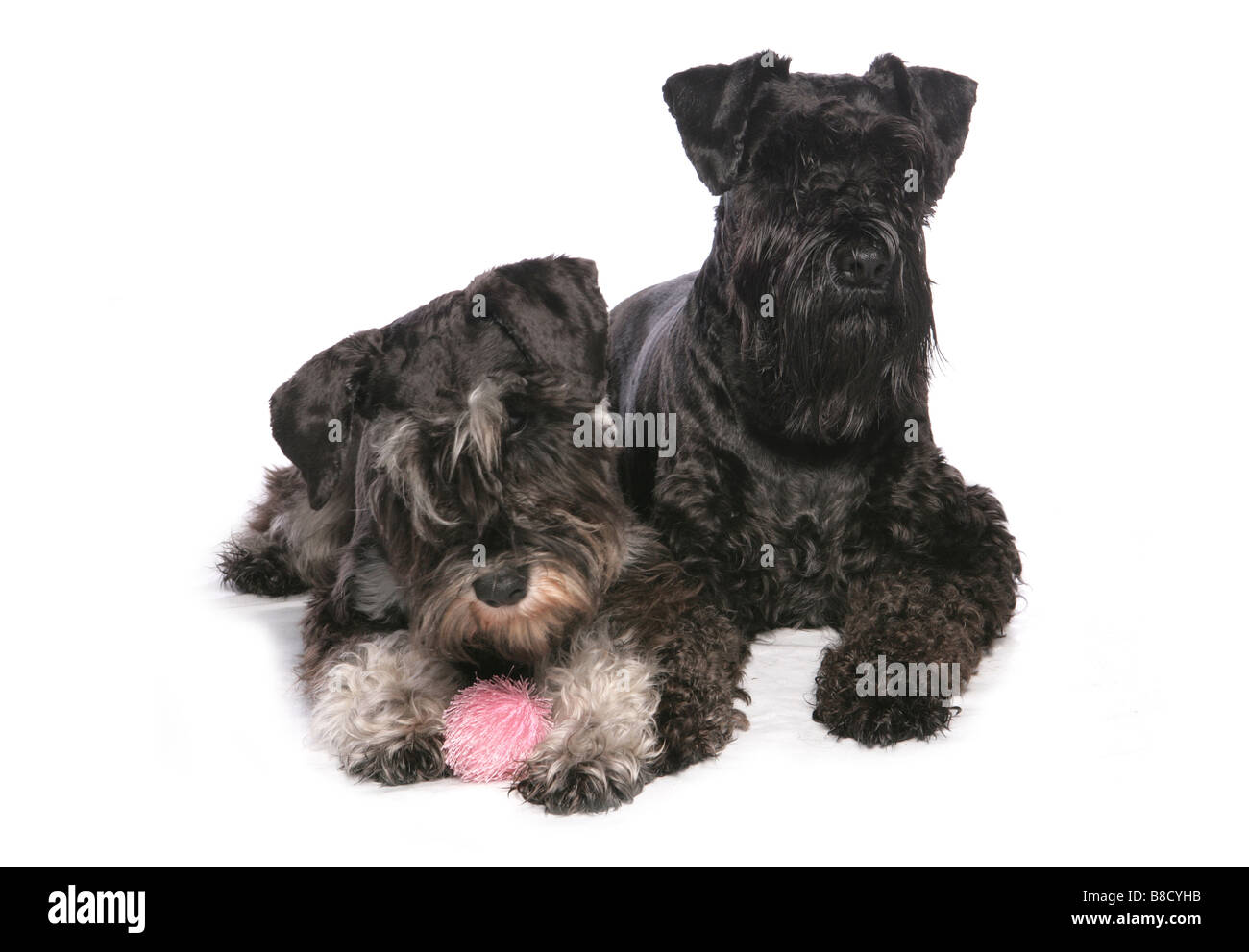 Miniatura Schnauzer cane Studio di posa Foto Stock